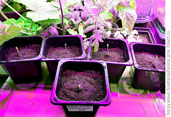 Всходы 13 марта