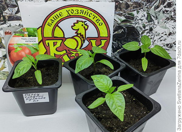 Перчикам 17 дней