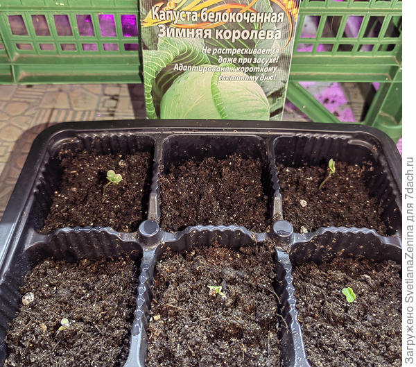 Всходы капусты белокочанной "Зимняя королева"