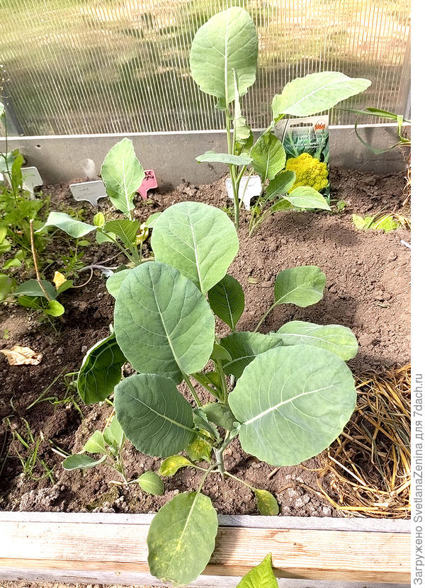 Цветная Купеческая в рассаде