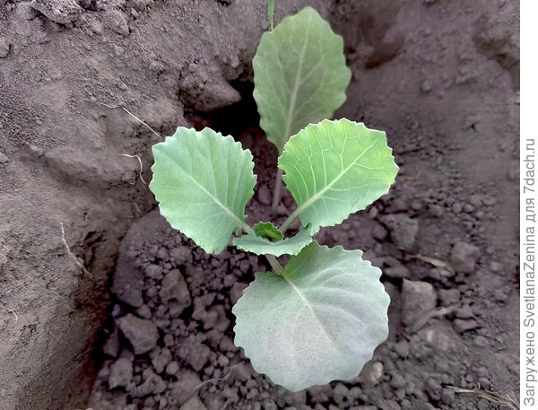 Белокочанная Зимняя королева