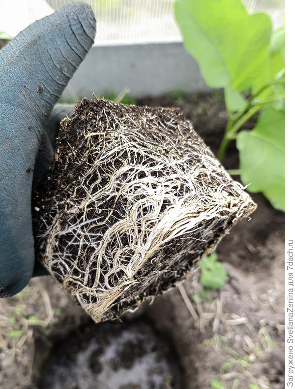 Поллитровый