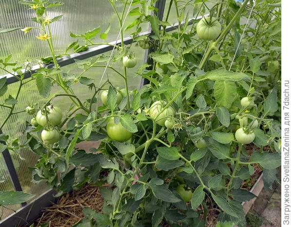 Много стволов и веток не есть хорошо