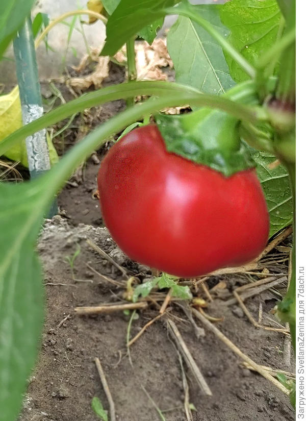 Биологическая спелость