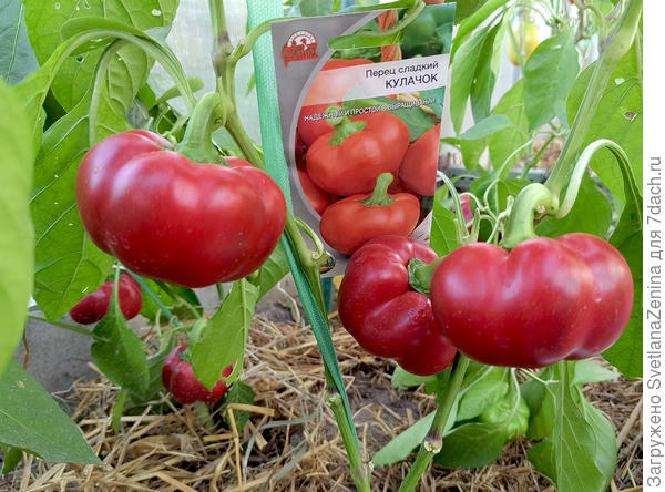Сладкий перец "Кулачок" от Вашего хозяйства