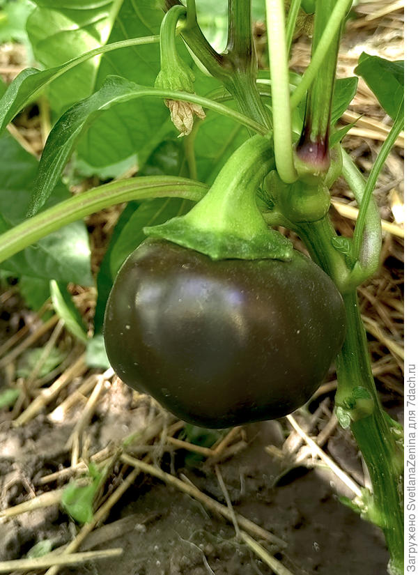 Техническая спелость