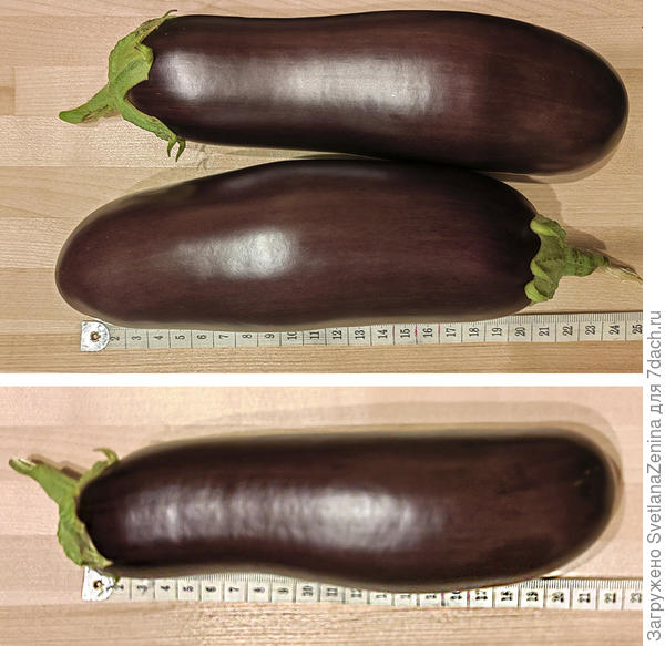 Длина 20-22 см