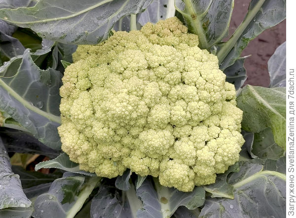 Купеческая