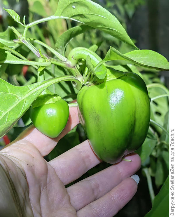 Вытянулись