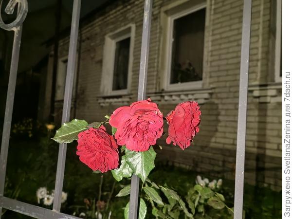 Розы соседские