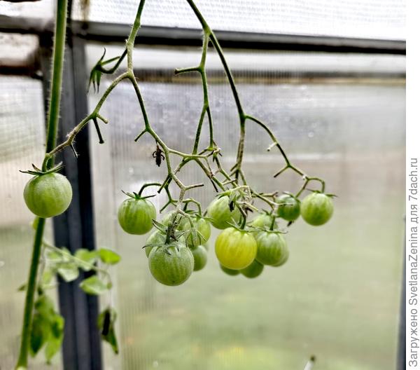 Ясик от Семко