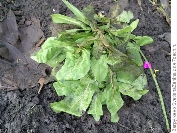 Календула отлично выглядит