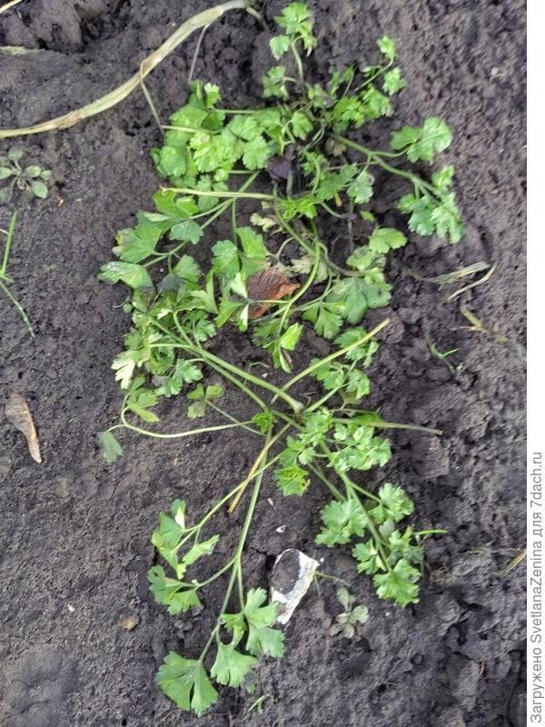 Петрушечка на грядке
