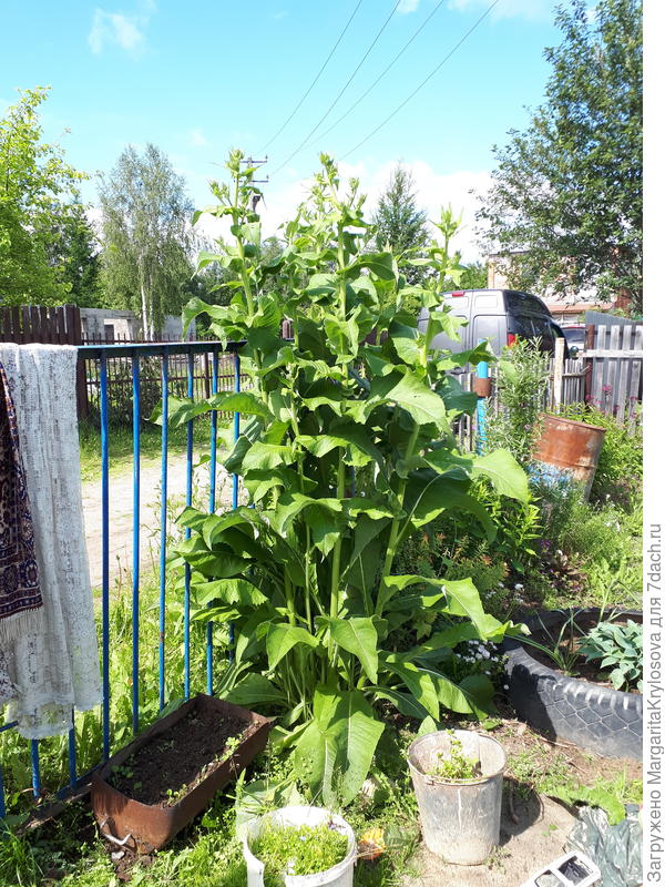 У меня вот такой,готовится цвести. Колесо рядом от грузовика. Я ростом чуть выше забора.