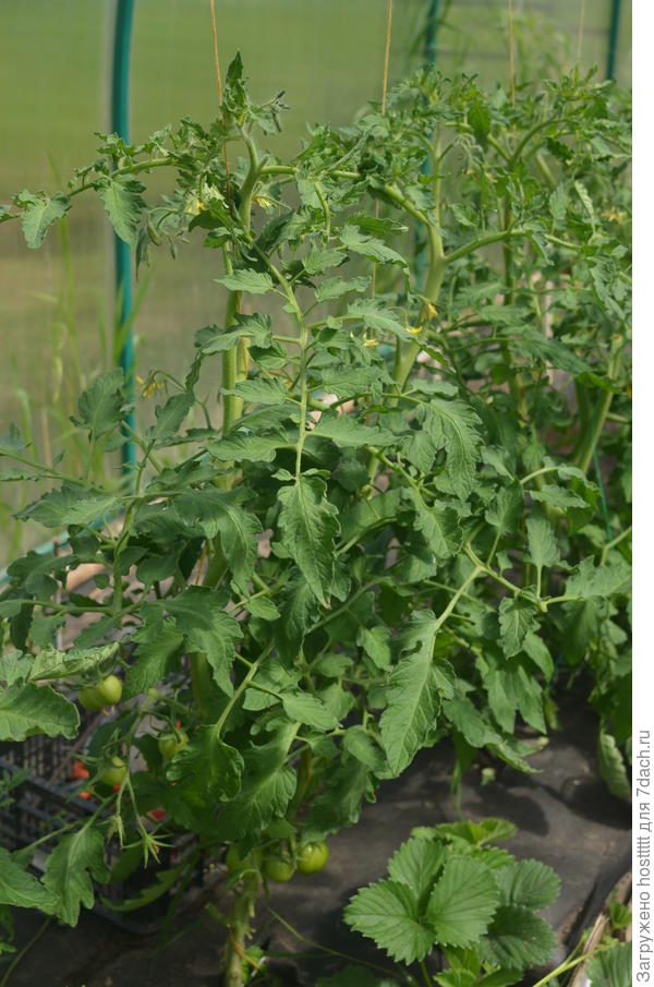 После пересадки полил только один раз ,много цветоносов !!!