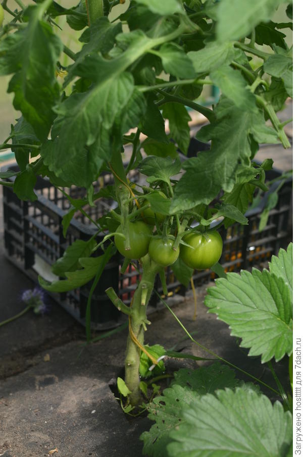 Первая кисть ,помидоры даже при холоде набирают вес !!!