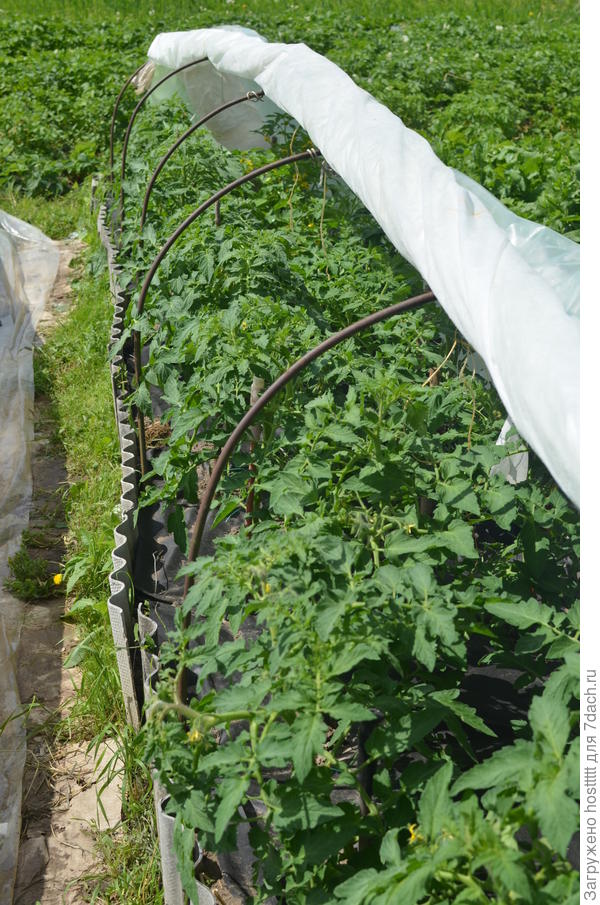 Пасынкую традиционно в два стебля