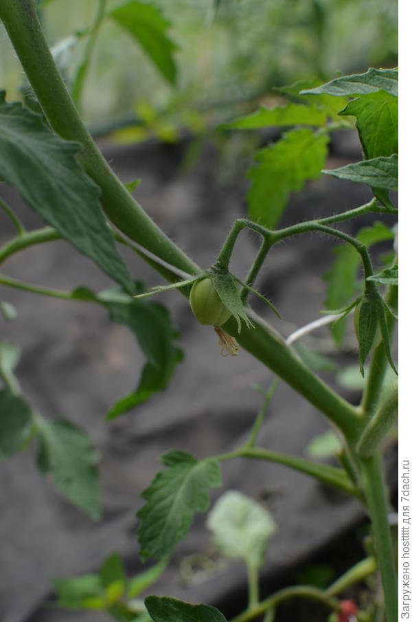 Царское искушение