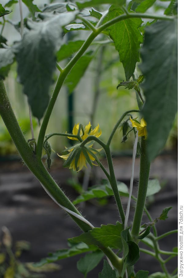 Сокровище инков