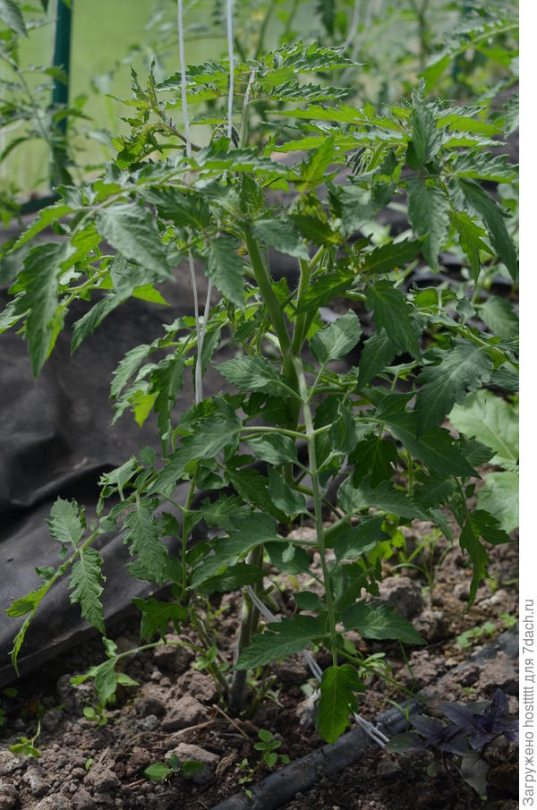 гибрид Котя