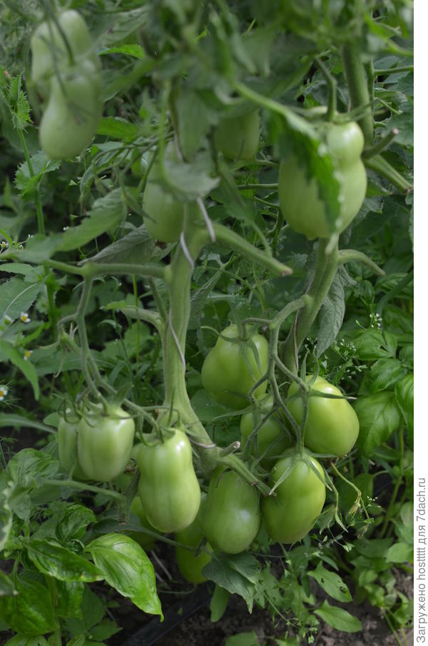 Царское искушение