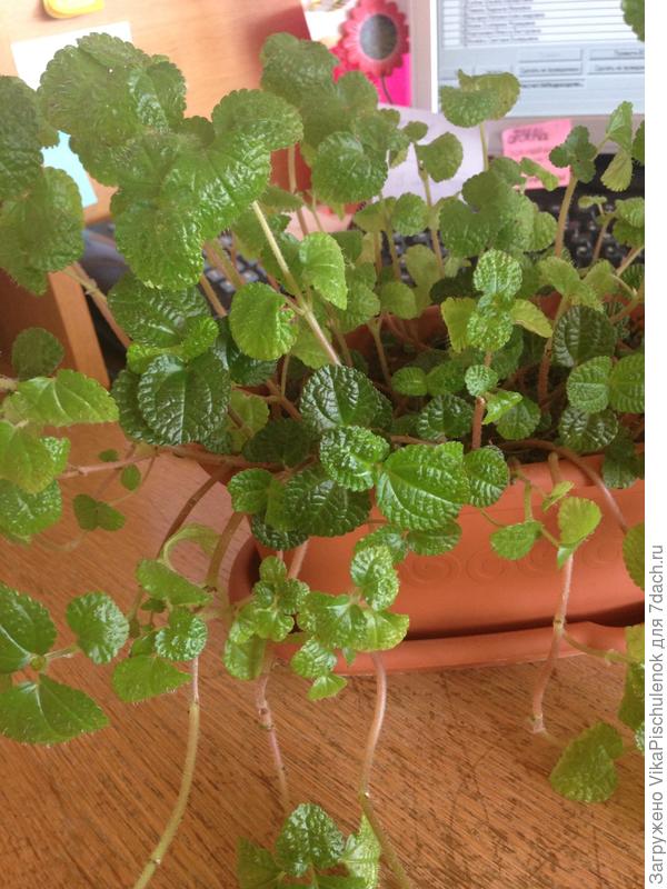 Подскажите пожалуйста название цветка