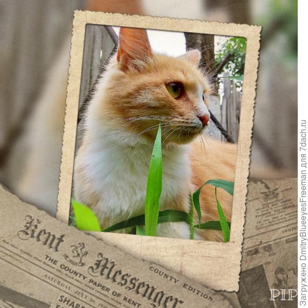 Про Муську пишут газеты)