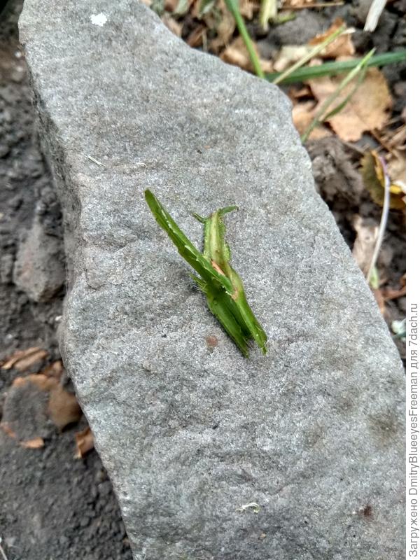 Отрезал слепую почку..., удалил остатки ствола.