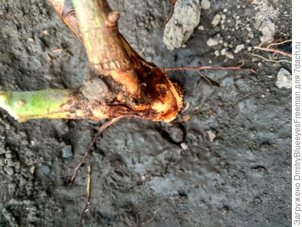 Т-образный надрез