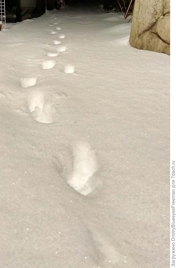 Теперь легко кошку искать)))