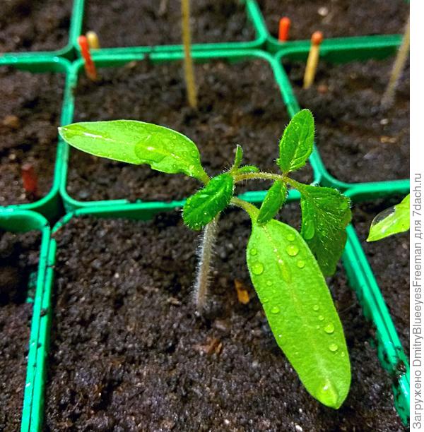 Процесс удобрения