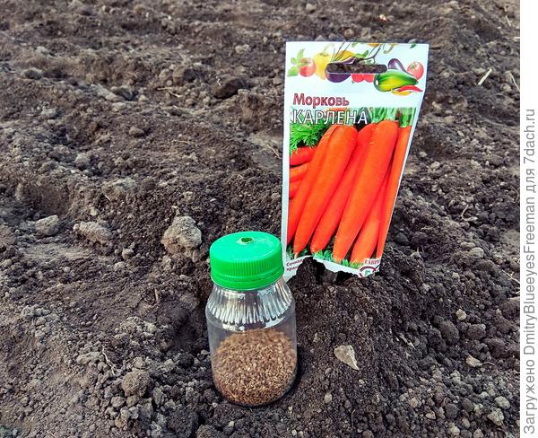 как быстро посеять морковь