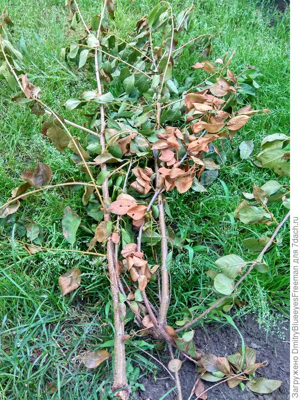 Ветки вишни