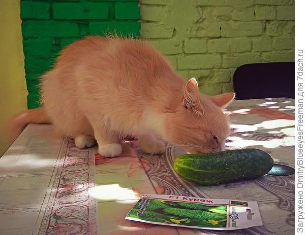 Ррр