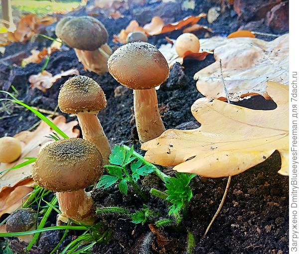 Возле амбара