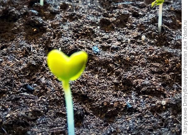 Сердечко...)