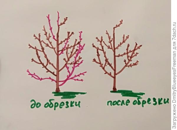Обрезка сливы.