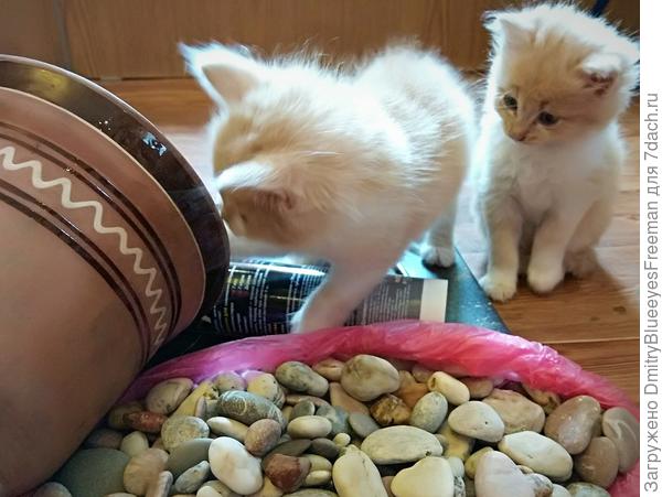 Помогаторы