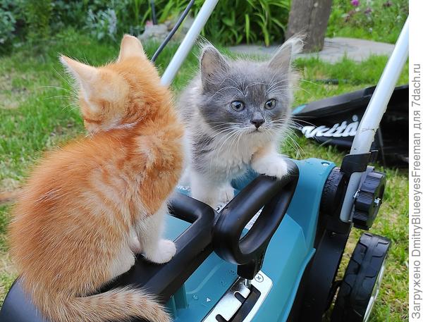 Газонокосилка