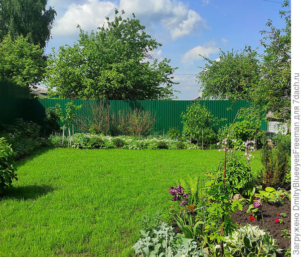 Первую стрижку сделал, когда газон был высотой примерно 8 см