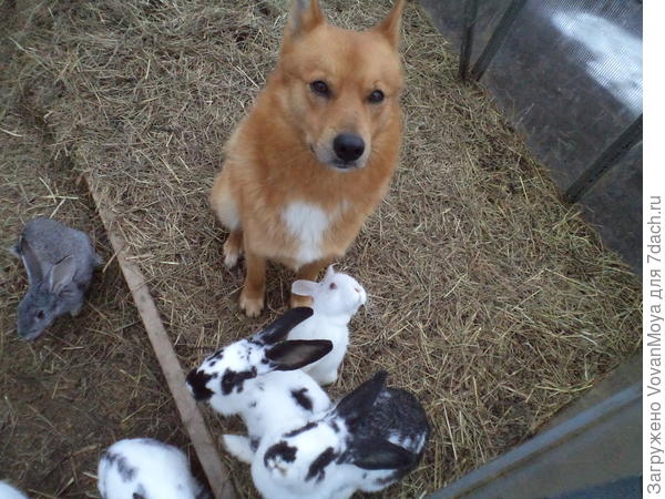 Это наши кролики и главный охранник Гром.