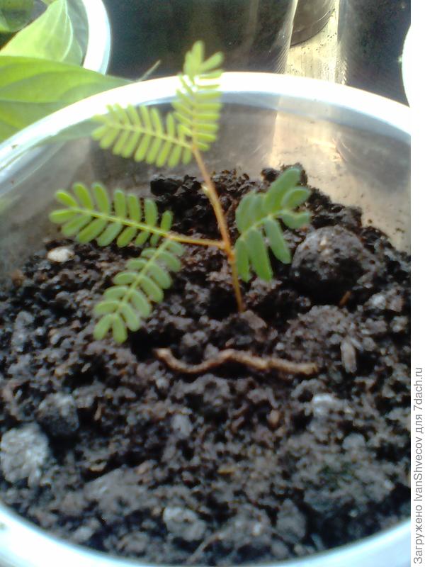 взошел из семян