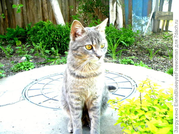 Дал коту на днях задание - охранять водопроводный люк на "поливочный сезон"!))) Справляется отлично))), Горводоканал не подпускает)))