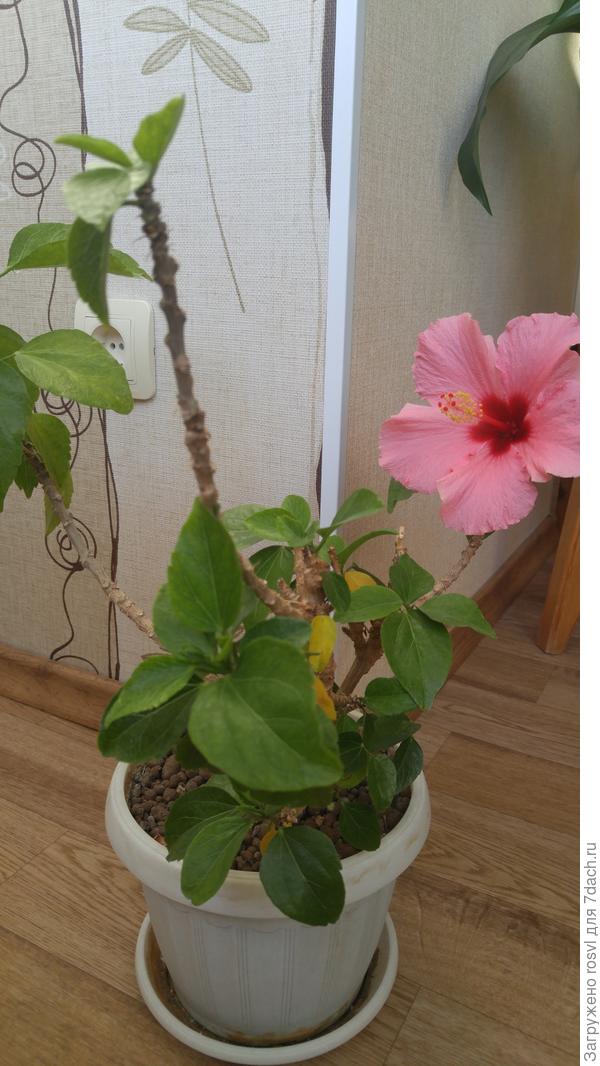 добрый день! подскажите пожалуйста название цветка