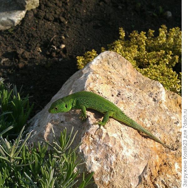 Только тогда заложил первый цветник и сразу появился первый житель :)