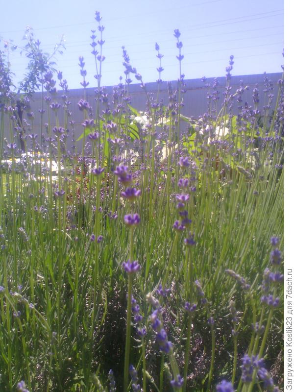 Ароматная лаванда :)