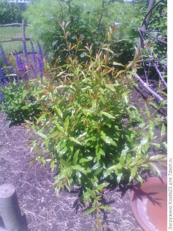 Молодой гранат :)