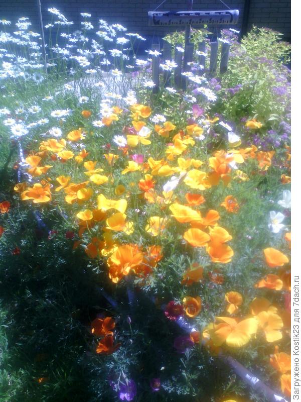 Моя любмая эшшольция!