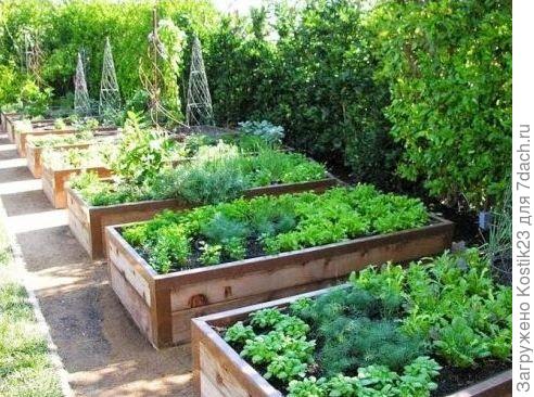Деревянная высокая грядка .