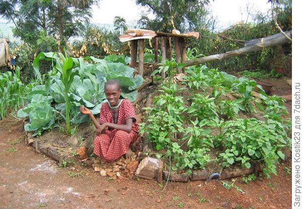 Высокие грядки в Африке :)...